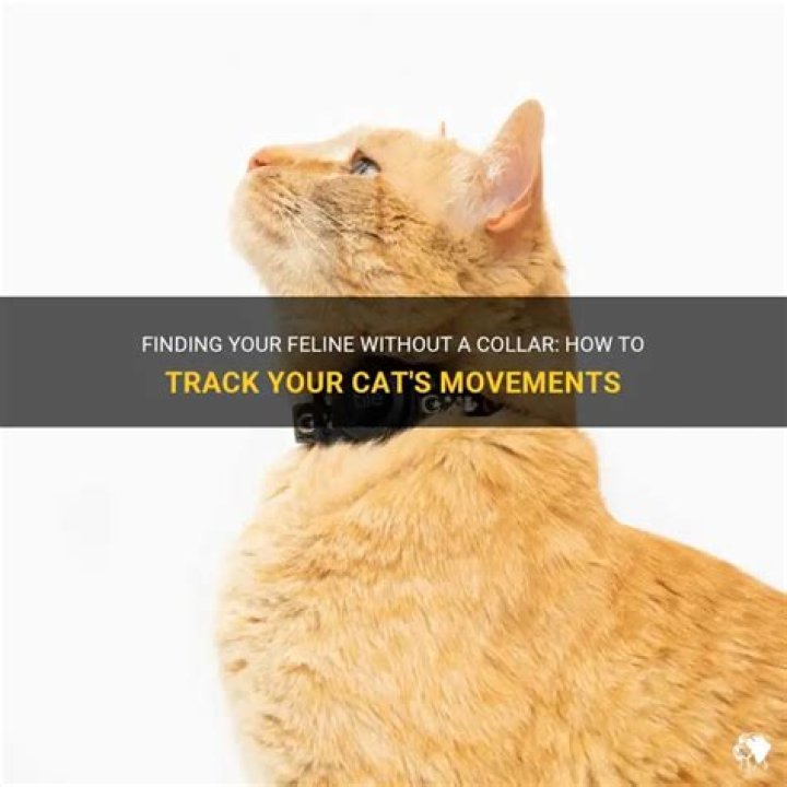 How can I track my cat?
