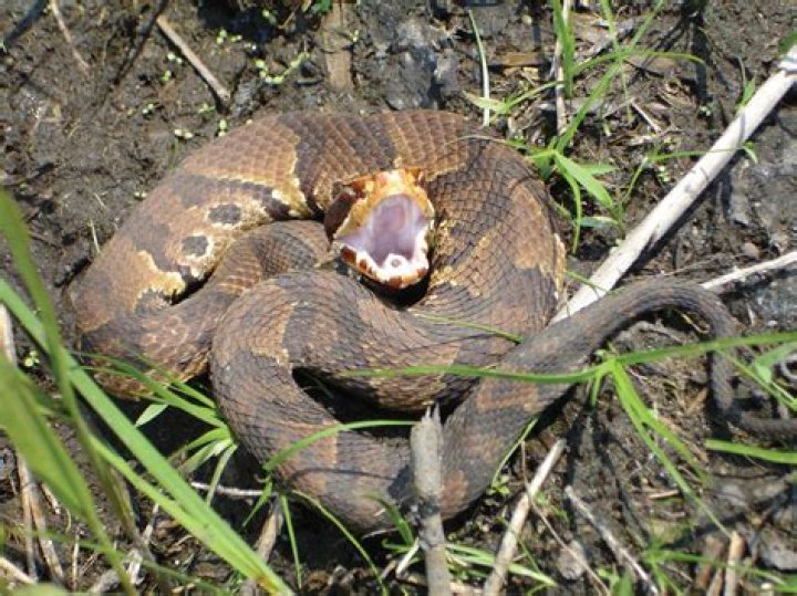 How can you tell a water snake from a cottonmouth?