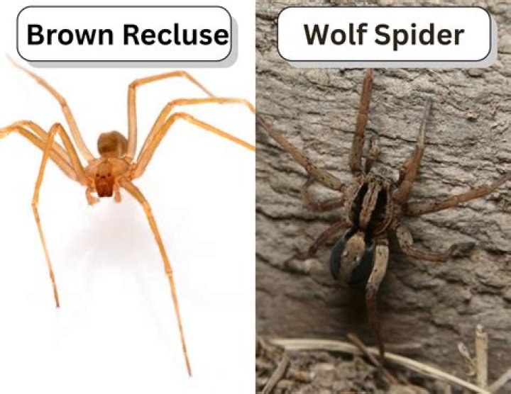How can you tell a wolf spider from a brown recluse?