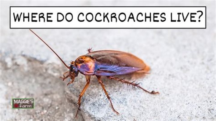 How do cockroaches live without a head?