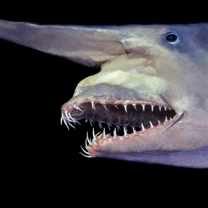 How do goblin sharks bite?