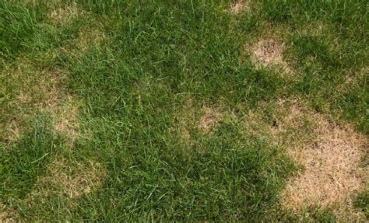 How do I fix brown spots in my lawn?