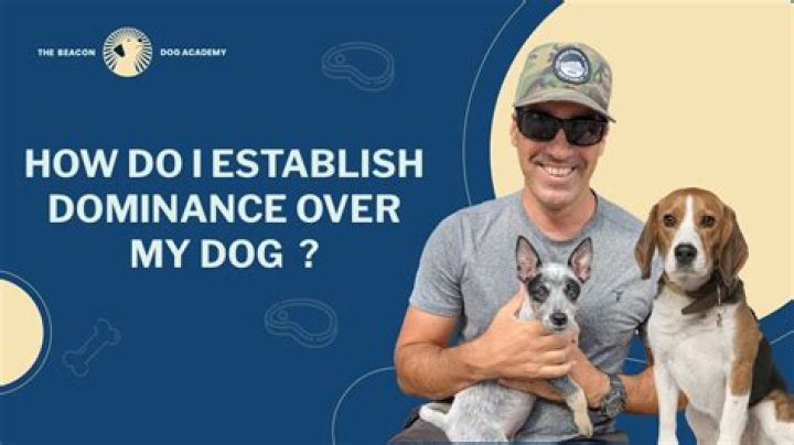 How do I gain dominance over my dog?