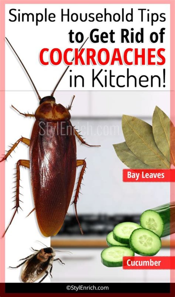 How do I get rid of cockroaches in my kitchen?