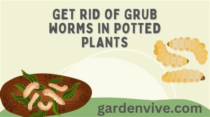 How do I get rid of grub worms in my potted plants?