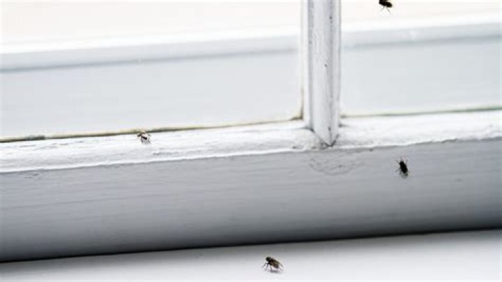 How do I keep bugs out of my room at night?