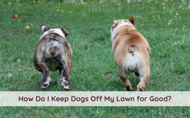 How do I keep my lawn green with dogs?