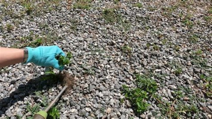 How do I keep weeds from growing in my gravel?