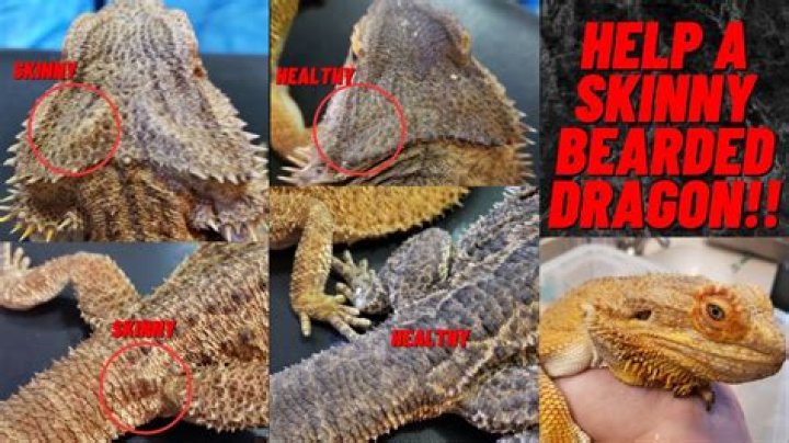 How do I know if my bearded dragon is suffering?