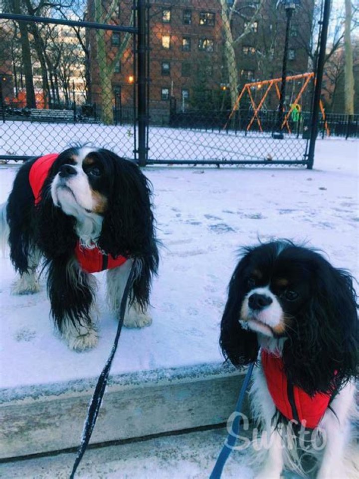 How do I know if my dog is cold in the house?