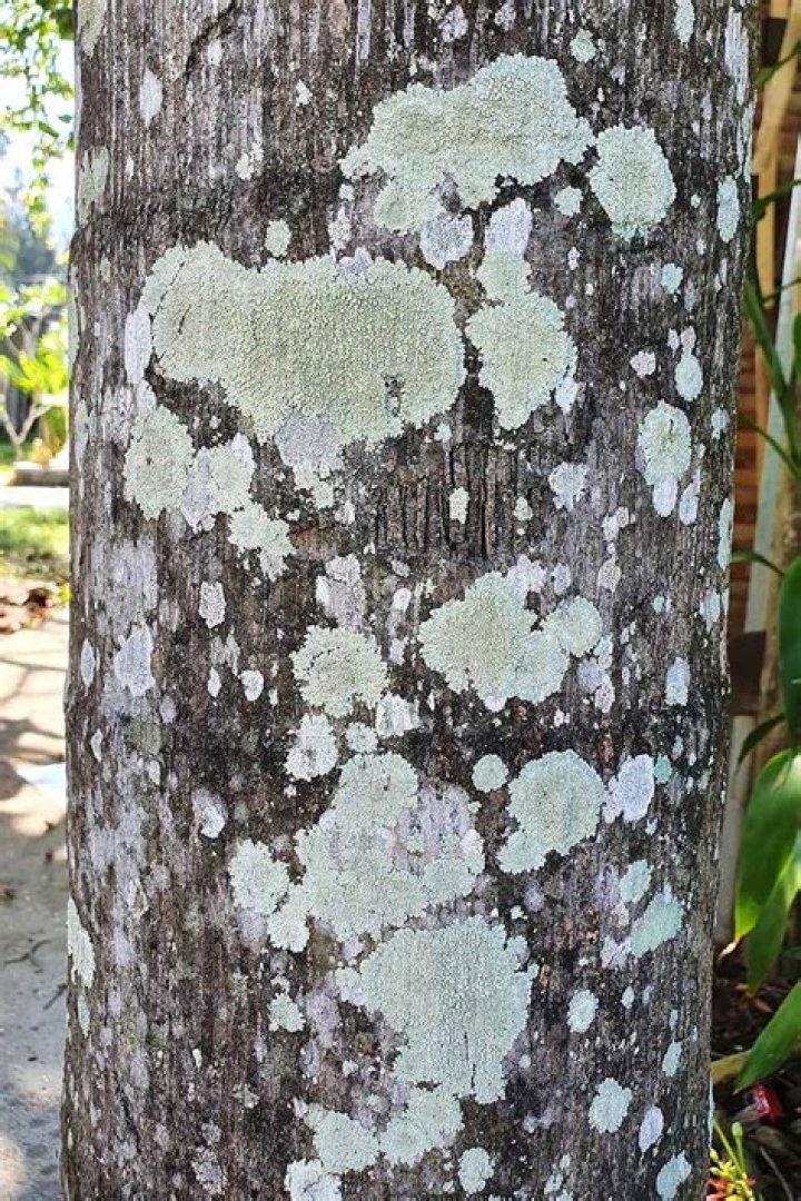 How do I know if my tree has fungus?