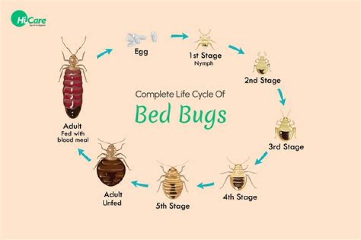 How do I know the bedbugs are gone?