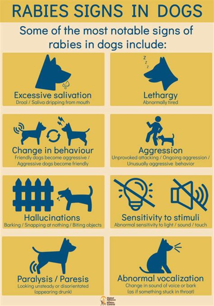 How do I know when my dog is happy?