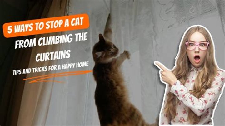 How do I stop my cat from hunting birds?