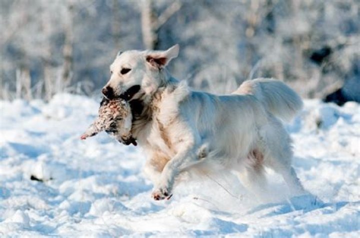 How do I stop my dog from killing animals?