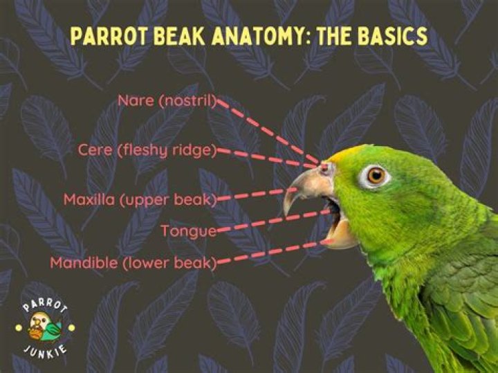 How do parrots cry?