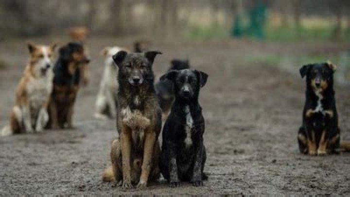 How do stray dogs survive?