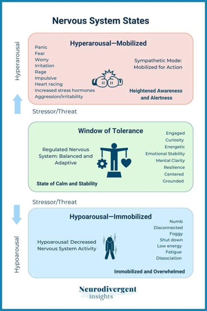 How do we organize the nervous system?