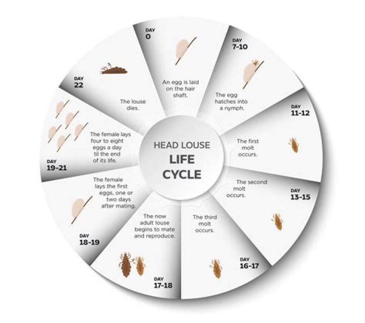 How do you break the life cycle of lice?