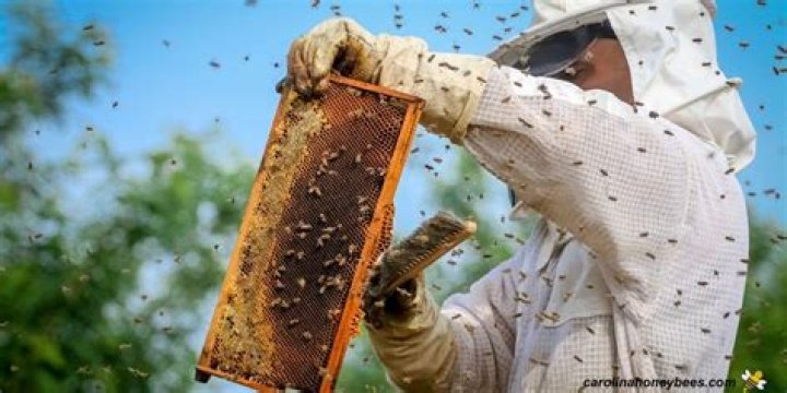 How do you calm an aggressive honey bee?