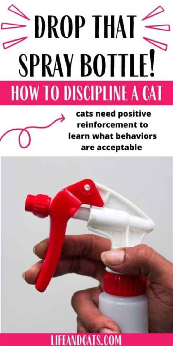 How do you discipline a cat for swatting?