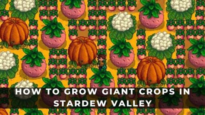 How do you get giant milk Stardew?