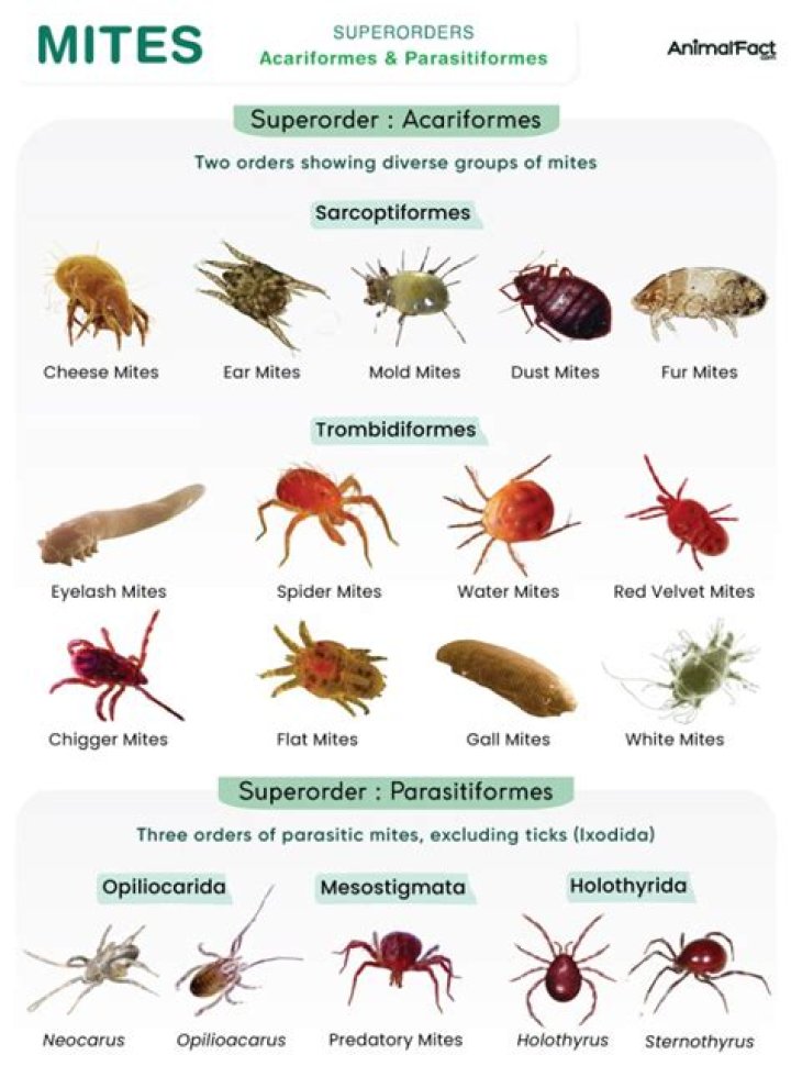 How do you get rid of grass mites on humans?