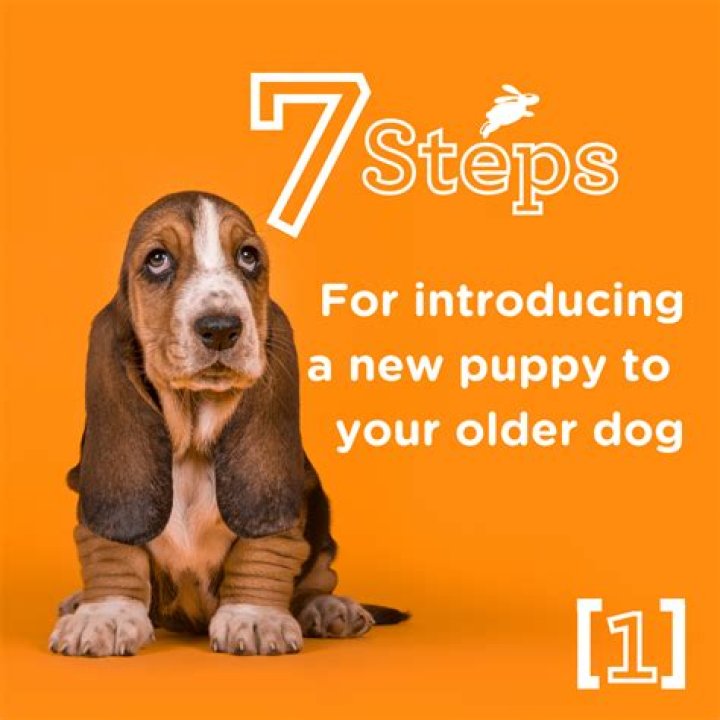 How do you introduce a puppy to older dogs?