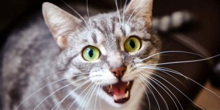 How do you know if a cat is traumatized?