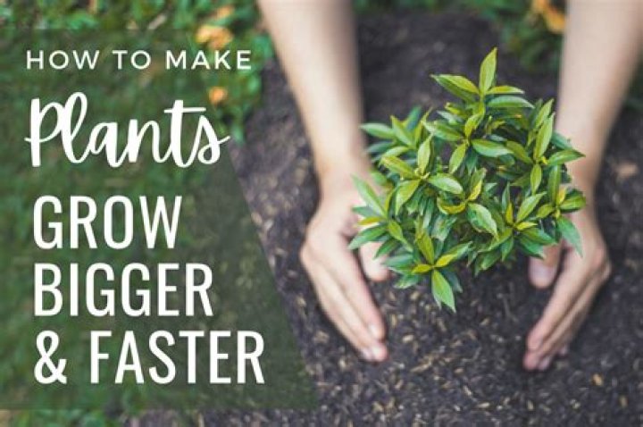 How do you make plants grow higher?
