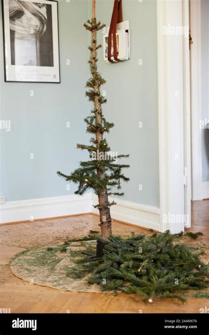 How do you revive a dry Christmas tree?