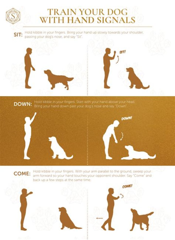 How do you say Lay down to a dog in German?