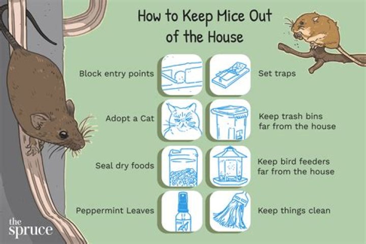 How do you stop mice from coming back?