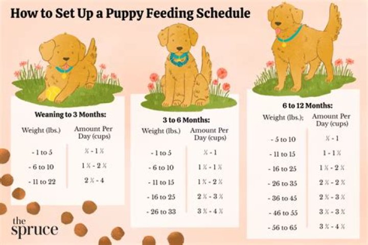 How do you teach a puppy to let you know it needs to go outside?