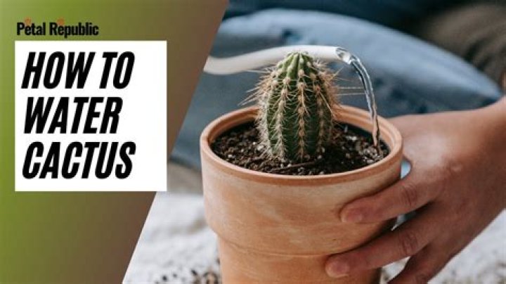 How do you tell if a cactus is over or Underwatered?