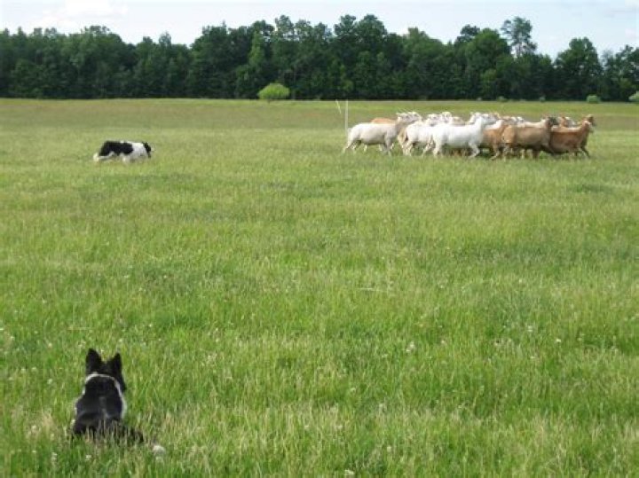 How do you train a dog to herd balls?