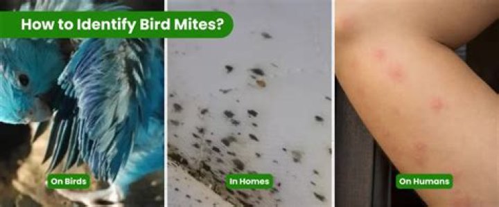 How do you treat bird mites on birds?