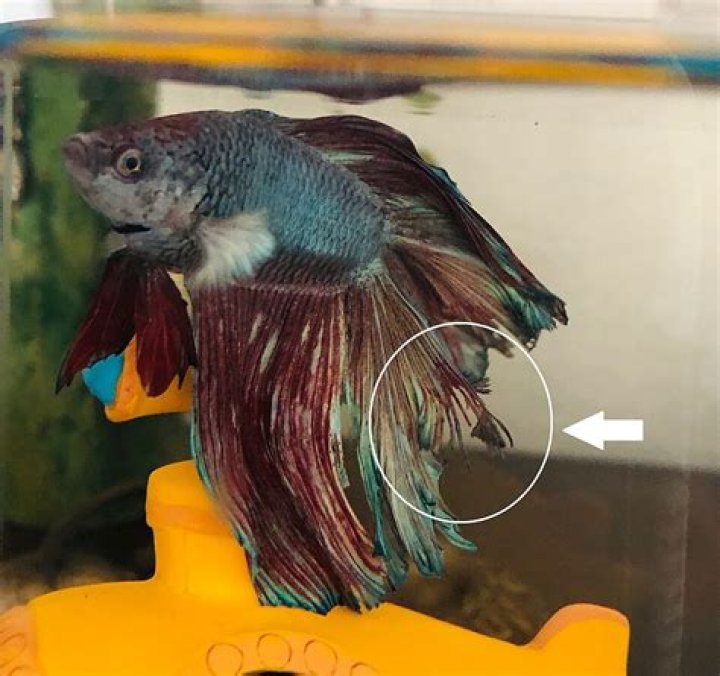 How do you treat tail rot in fish?