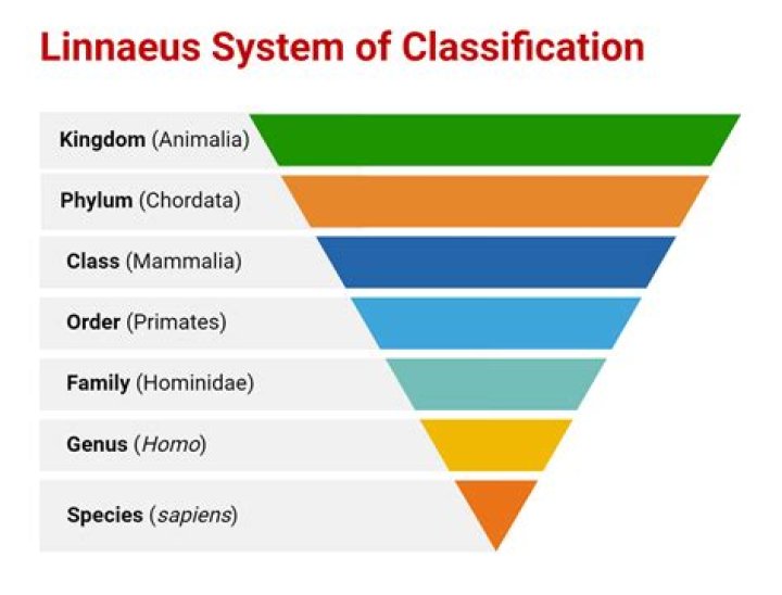 How do you use classification learners?