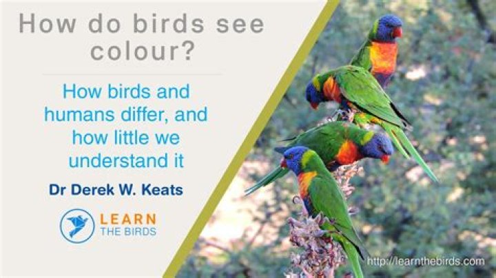 How does a bird see a human?