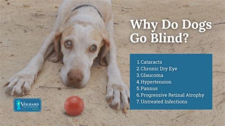 How does a blind dog know where you want to go?