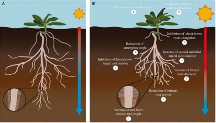 How does light intensity affect root growth?