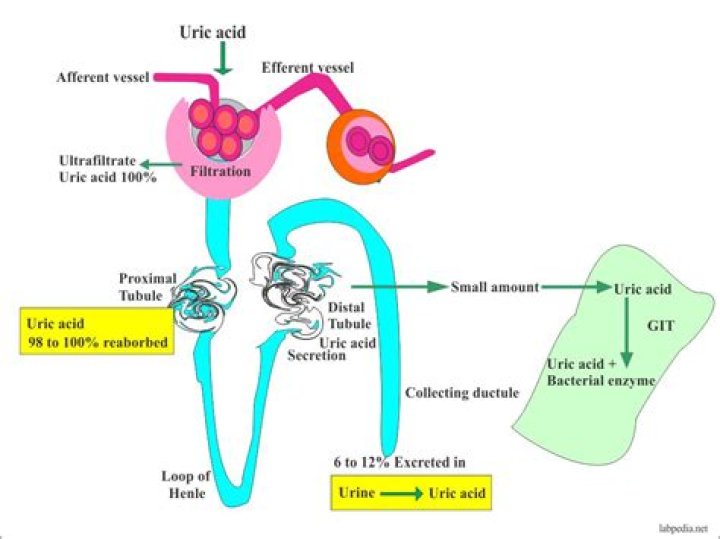 How does uric acid leave the body?