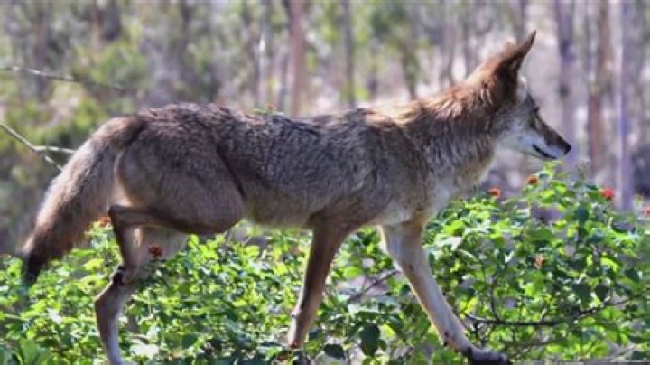 How far away can coyotes smell food?