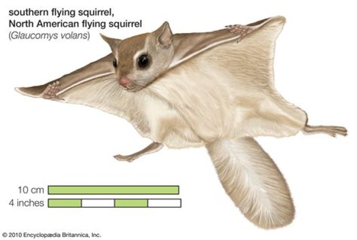 How far can a flying squirrel find its way home?