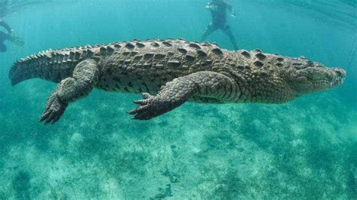 How far out to sea do crocodiles go?