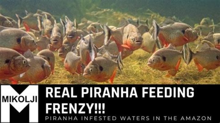 How fast can a school of piranha eat you?