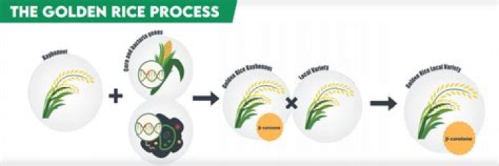 How is golden rice a GMO genetically engineered?