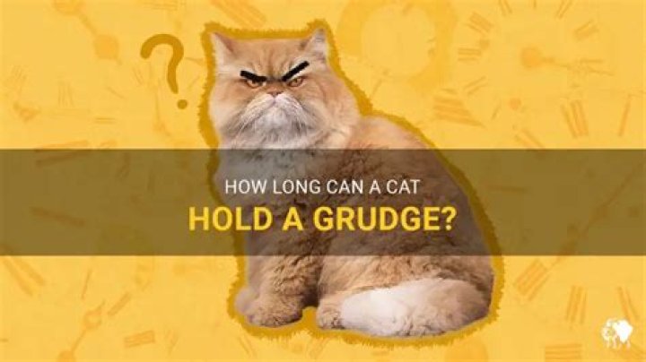 How long can a cat hold a grudge?