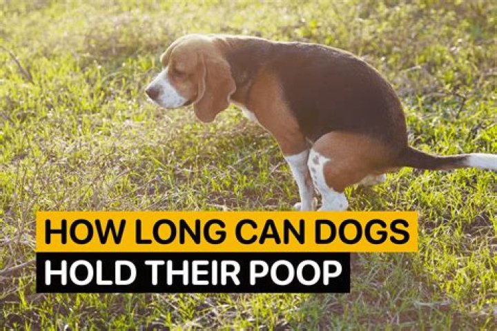 How long can a dog hold in poop?